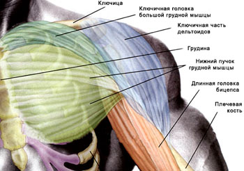 Миозит грудной клетки